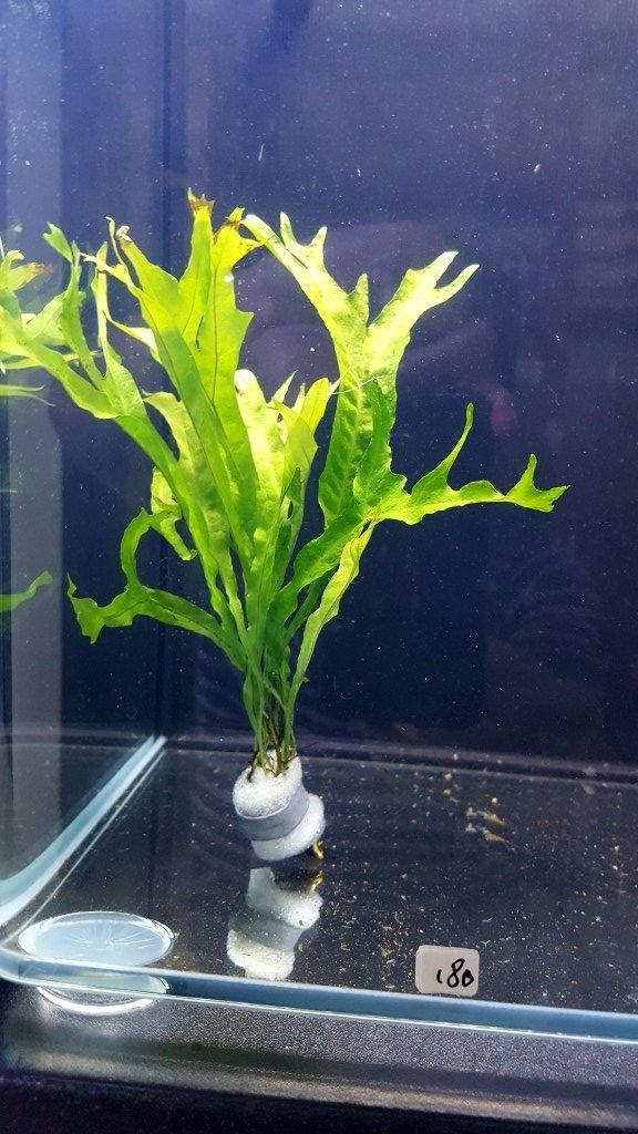 Microsorum pteropus giganteus BUKET