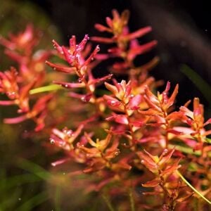 Rotala mini butterfly İTHAL BUKET