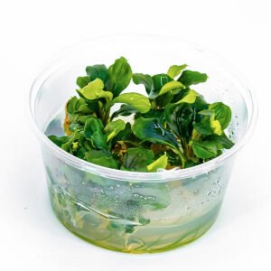 Bucephalandra green wavy IN VITRO CUP