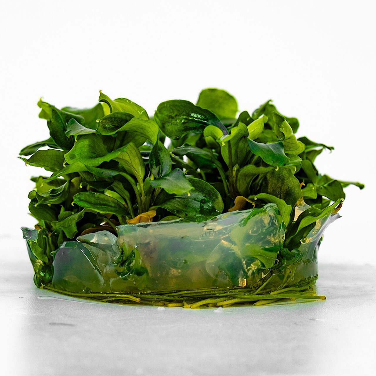 Bucephalandra green wavy IN VITRO CUP