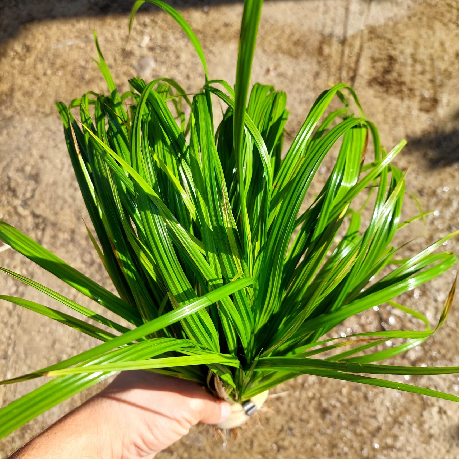 Cyperus helferi İTHAL BUKET