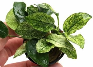Anubias nana pinto EXVITRO