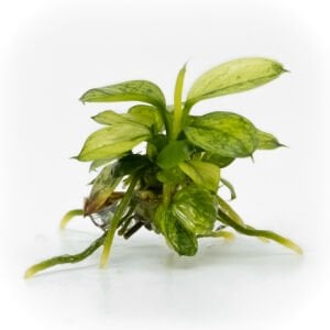 Anubias nana pinto EXVITRO