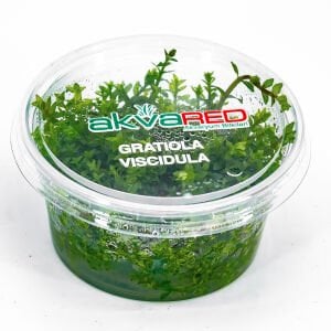 Gratiola viscidula IN VITRO CUP