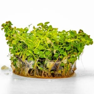 Ludwigia rubin variegated IN VITRO CUP