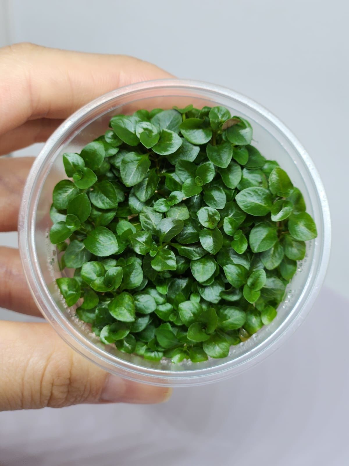 Ludwigia rubin variegated IN VITRO CUP