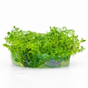 Myriophyllum snowflake IN VITRO CUP