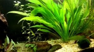 Echinodorus amazonicus İTHAL BUKET