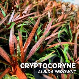 Cryptocoryne albida brown İTHAL BUKET ÖN SİPARİŞ