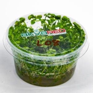 Lindernia rotundifolia aurea IN VITRO CUP