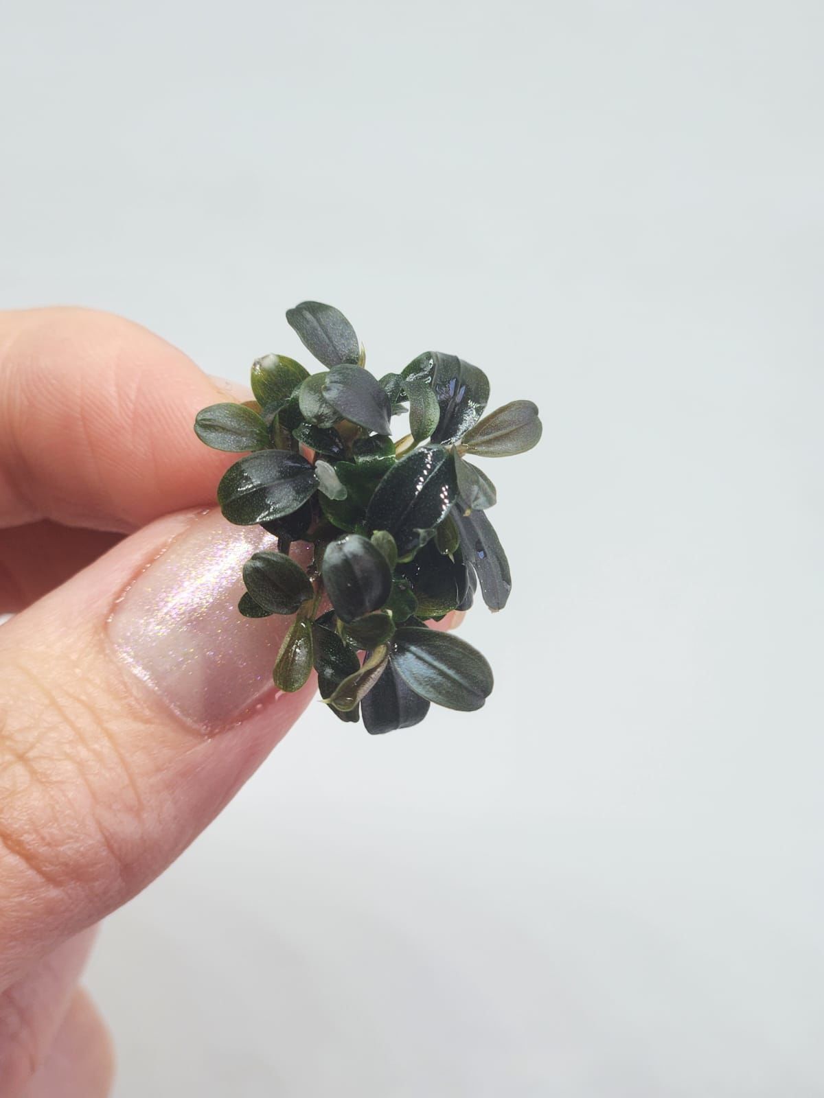 Bucephalandra kedagang mini round EXVITRO
