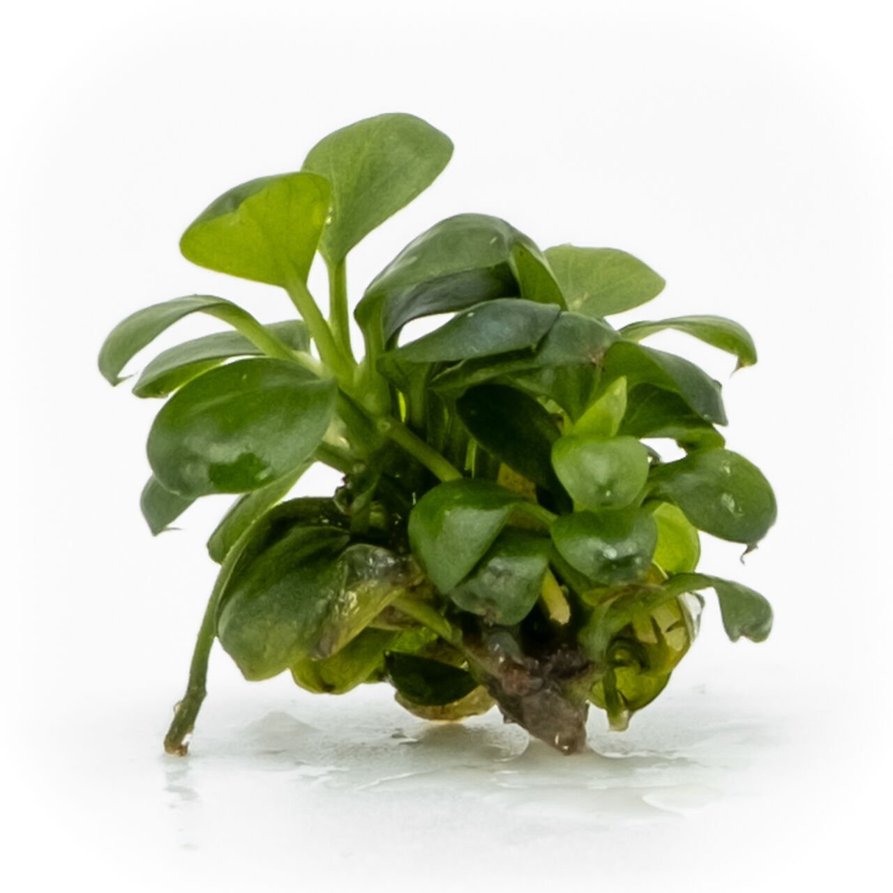 Anubias mini coin EXVITRO