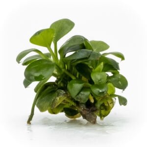 Anubias mini coin EXVITRO