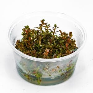 Rotala rotundifolia reddish vietnam IN VITRO CUP