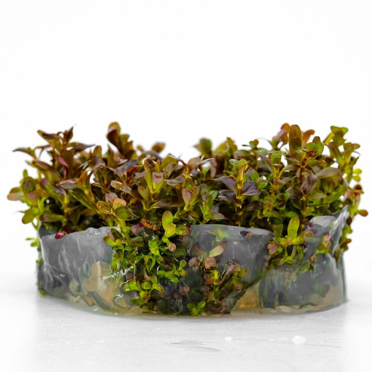 Rotala rotundifolia reddish vietnam IN VITRO CUP