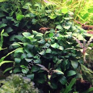 Anubias barteri nana EXVITRO