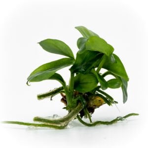 Anubias barteri nana EXVITRO