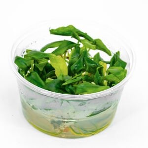 Anubias glabra mini IN VITRO CUP