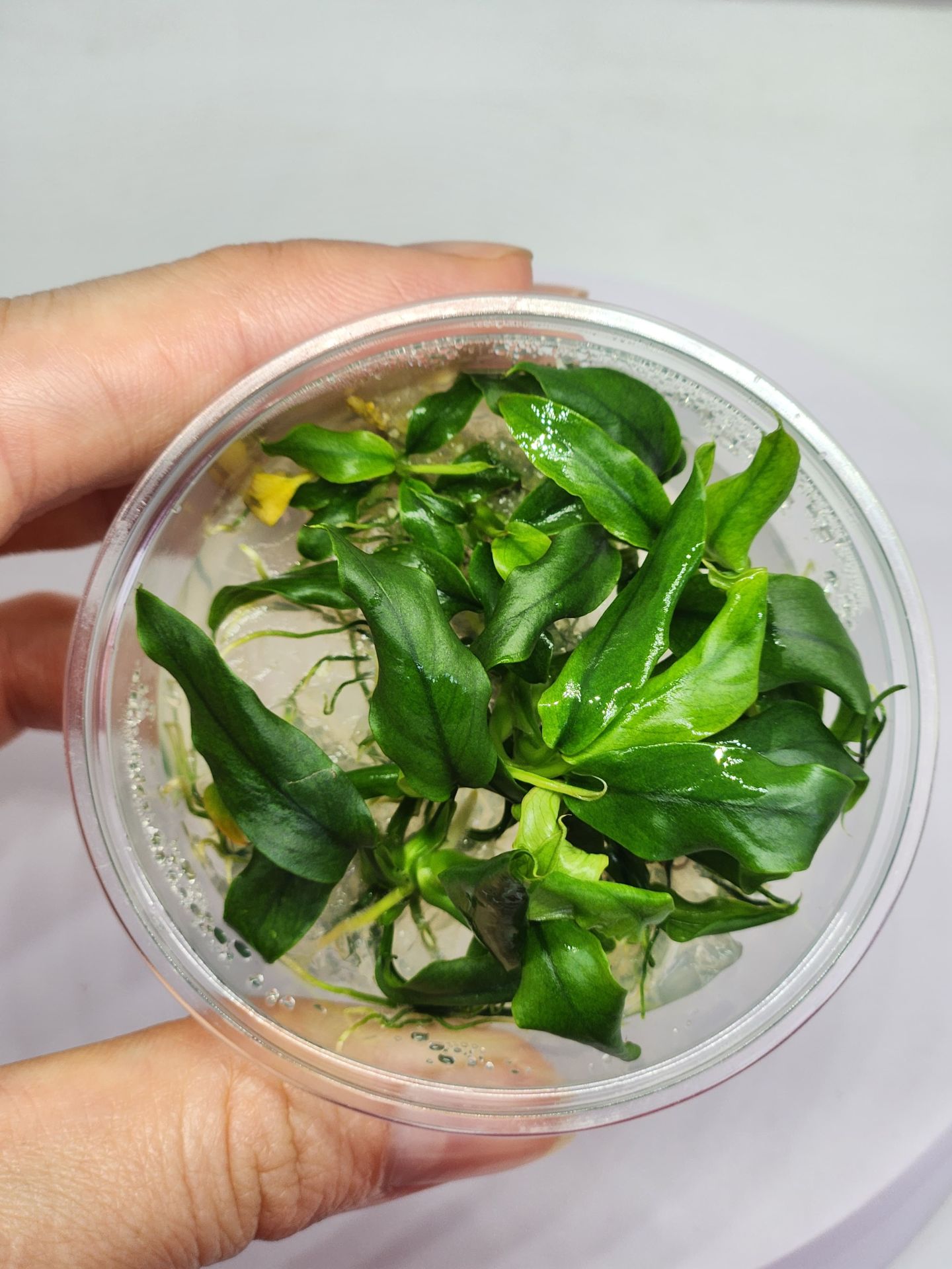 Anubias minima IN VITRO CUP