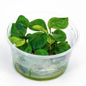 Anubias barteri broad leaf  IN VITRO CUP