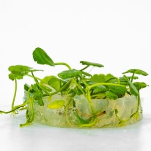 Hydrocotyle compact round IN VITRO CUP