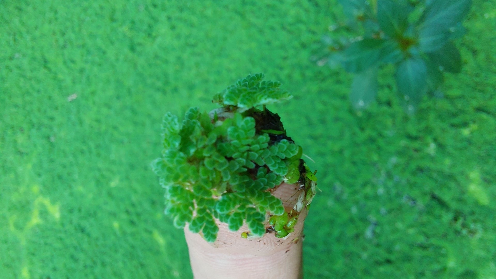 Azolla caroliniana 50 cc PORSİYON