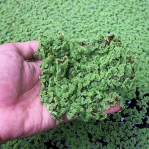 Azolla caroliniana 50 cc PORSİYON