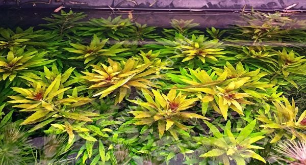 Limnophila aromatica İTHAL BUKET ÖN SİPARİŞ