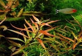 Ludwigia brevipes BUKET ÖN SİPARİŞ