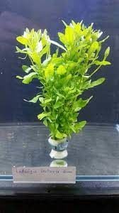 Ludwigia inclinata green İTHAL BUKET ÖN SİPARİŞ