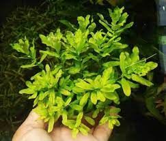 Ludwigia inclinata green İTHAL BUKET ÖN SİPARİŞ