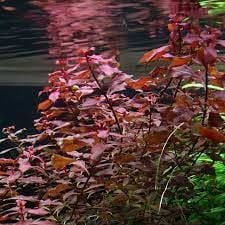 Ludwigia mini super red BUKET ÖN SİPARİŞ