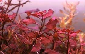 Ludwigia mini super red BUKET ÖN SİPARİŞ