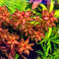 Ludwigia sp. guniea İTHAL BUKET ÖN SİPARİŞ