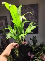 Microsorum pteropus giganteus BUKET - ÖN SİPARİŞ