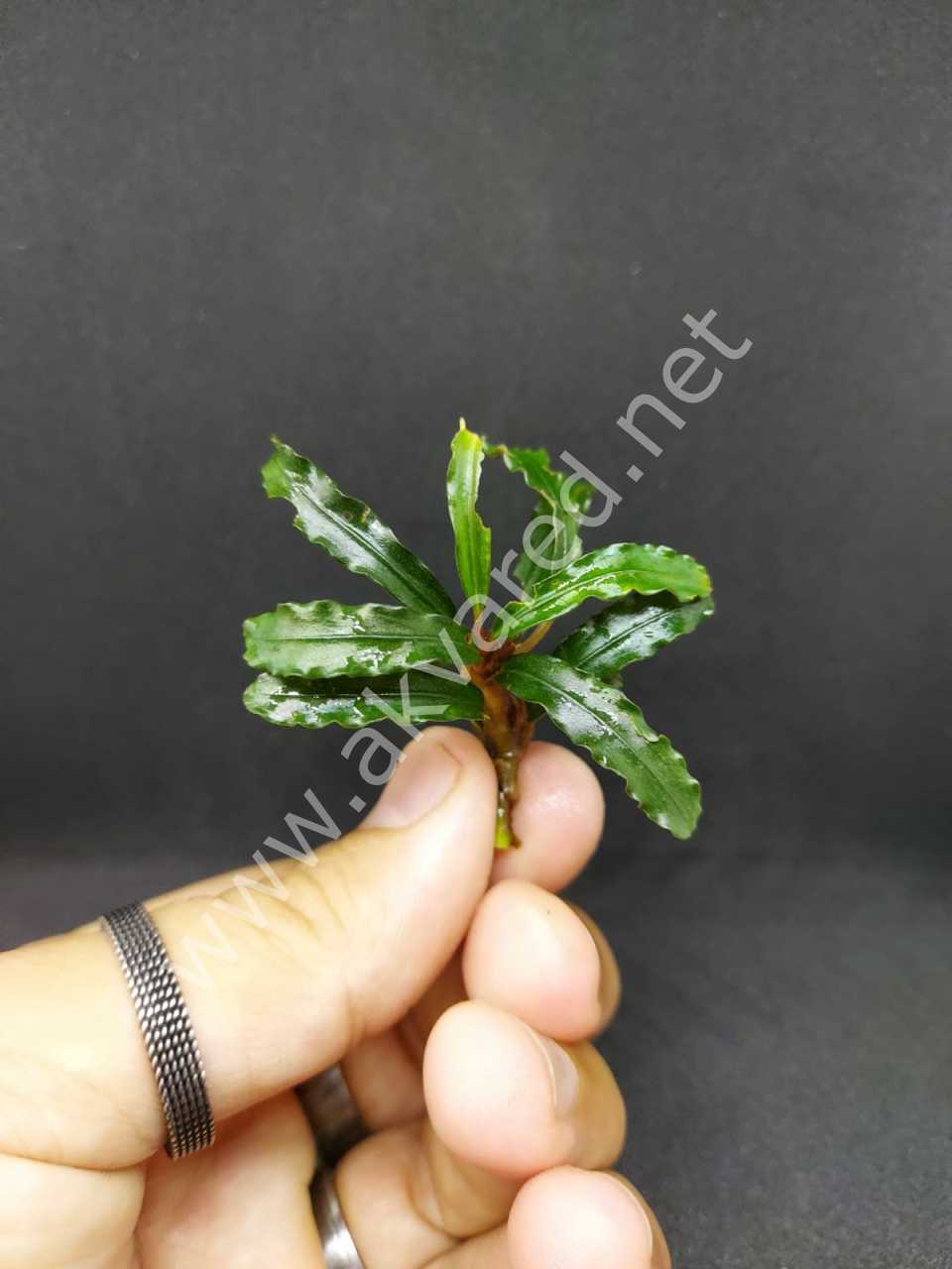 Bucephalandra biblis ADET