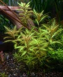 Proserpinaca palustris 'Cuba İTHAL BUKET - ÖN SİPARİŞ