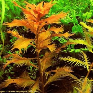 Proserpinaca palustris 'Cuba İTHAL BUKET - ÖN SİPARİŞ