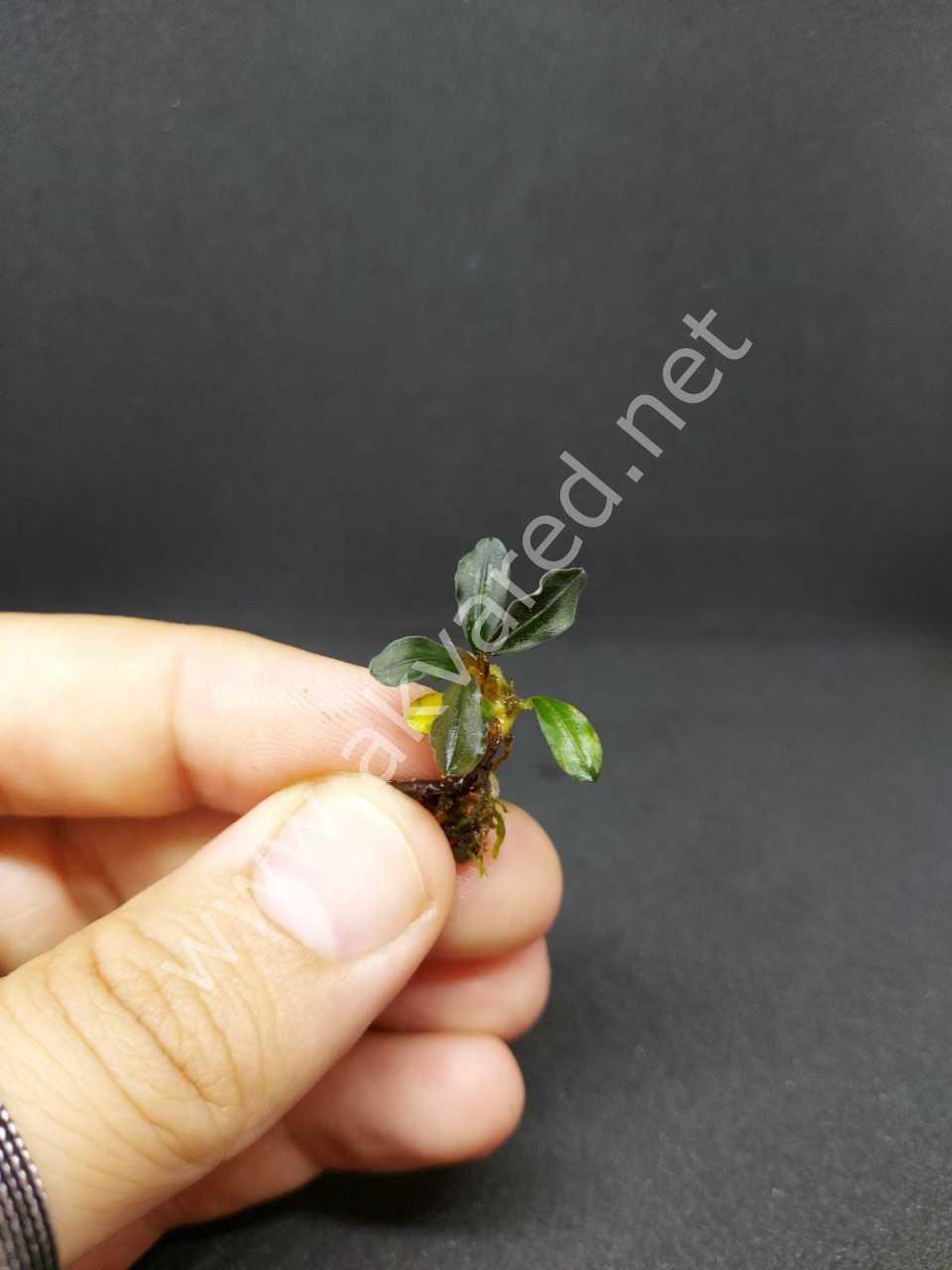 Bucephalandra cherry leaf ADET - ÖN SİPARİŞ