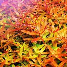 Rotala orange juice İTHAL BUKET ÖN SİPARİŞ