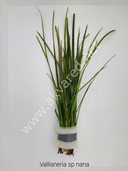 Vallisneria sp. nana (İnce Saz) İTHAL BUKET ÖN SİPARİŞ