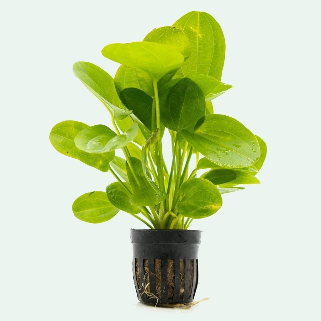Echinodorus horizontalis mini BUKET