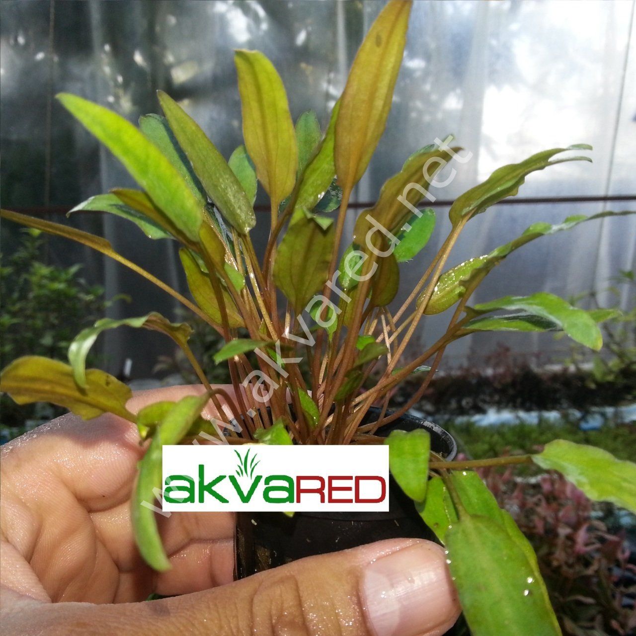 Cryptocoryne mioya BUKET
