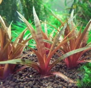 Eriocaulon quinquangulare ADET - ÖN SİPARİŞ