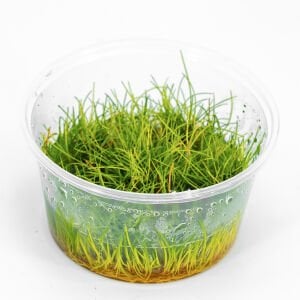 Eleocharis parvula IN VITRO CUP