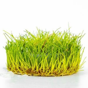 Eleocharis parvula IN VITRO CUP