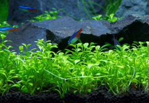 Glossostigma elatinoides IN VITRO CUP