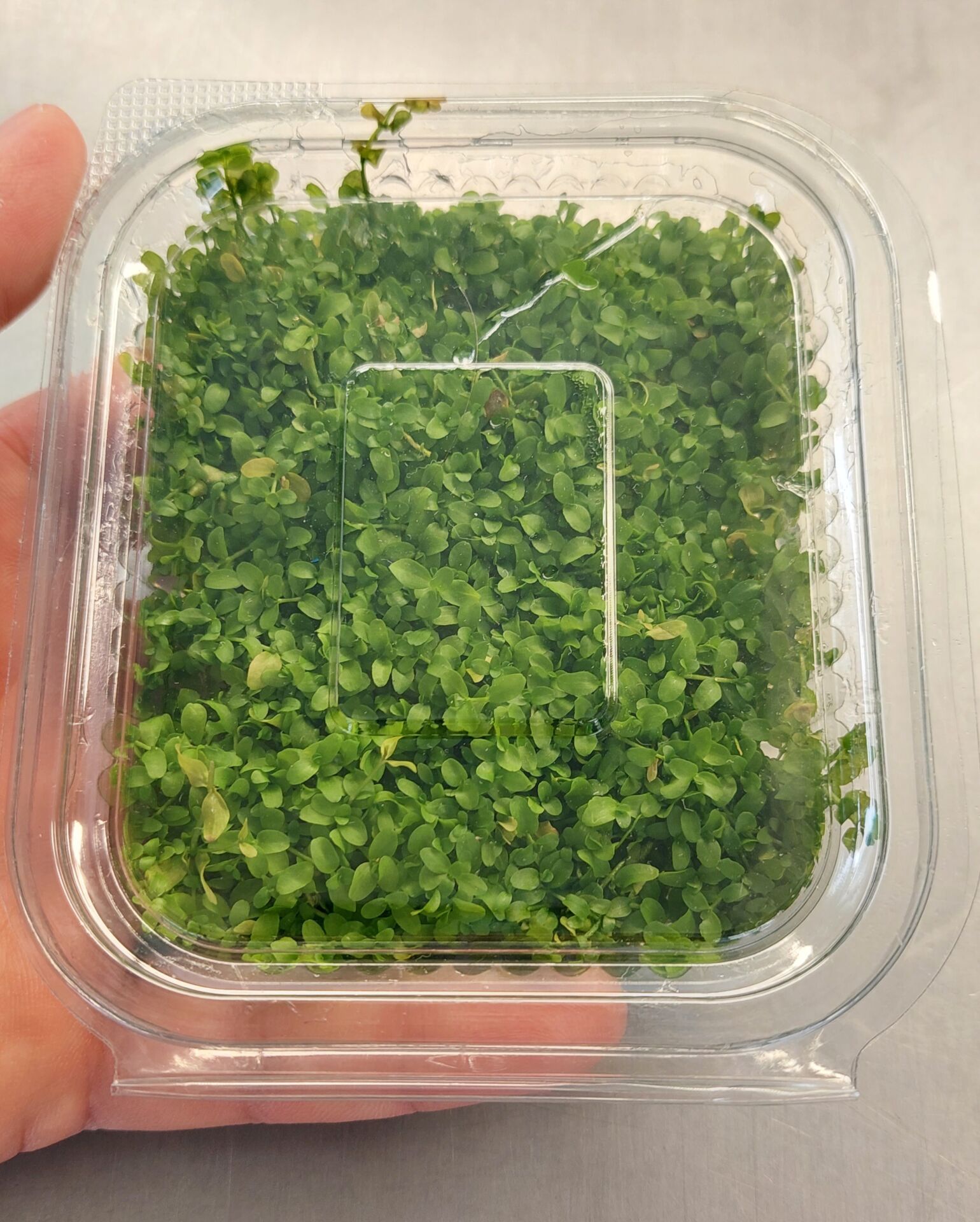 Micranthemum monte carlo IN VITRO 9X8CM TABAKA