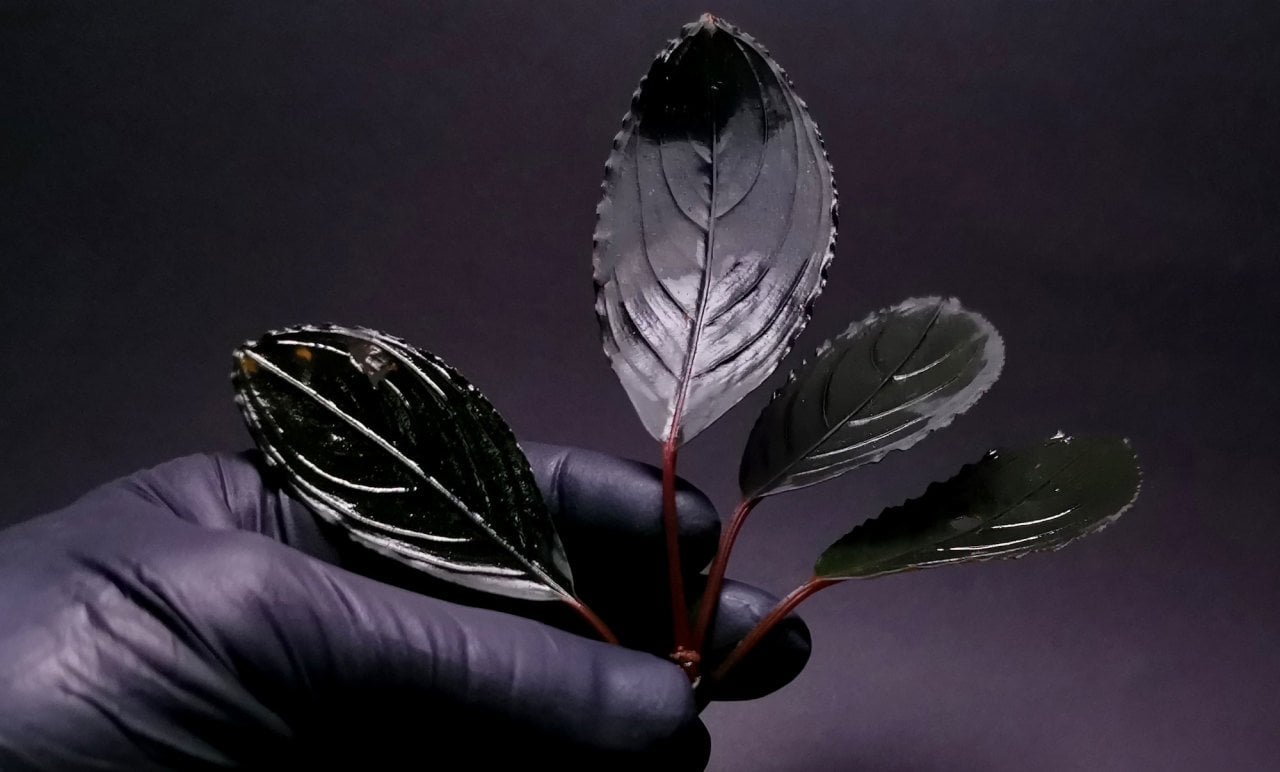 Bucephalandra skeleton king ADET