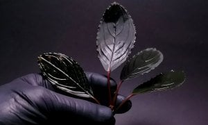 Bucephalandra skeleton king ADET